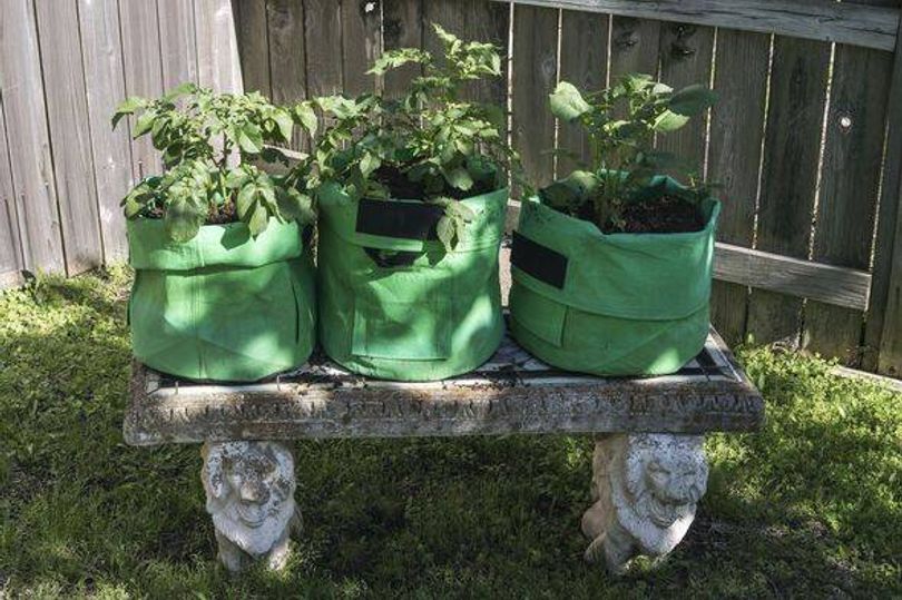 Met Eireann warning for Irish gardeners as disease risk to spread ...
