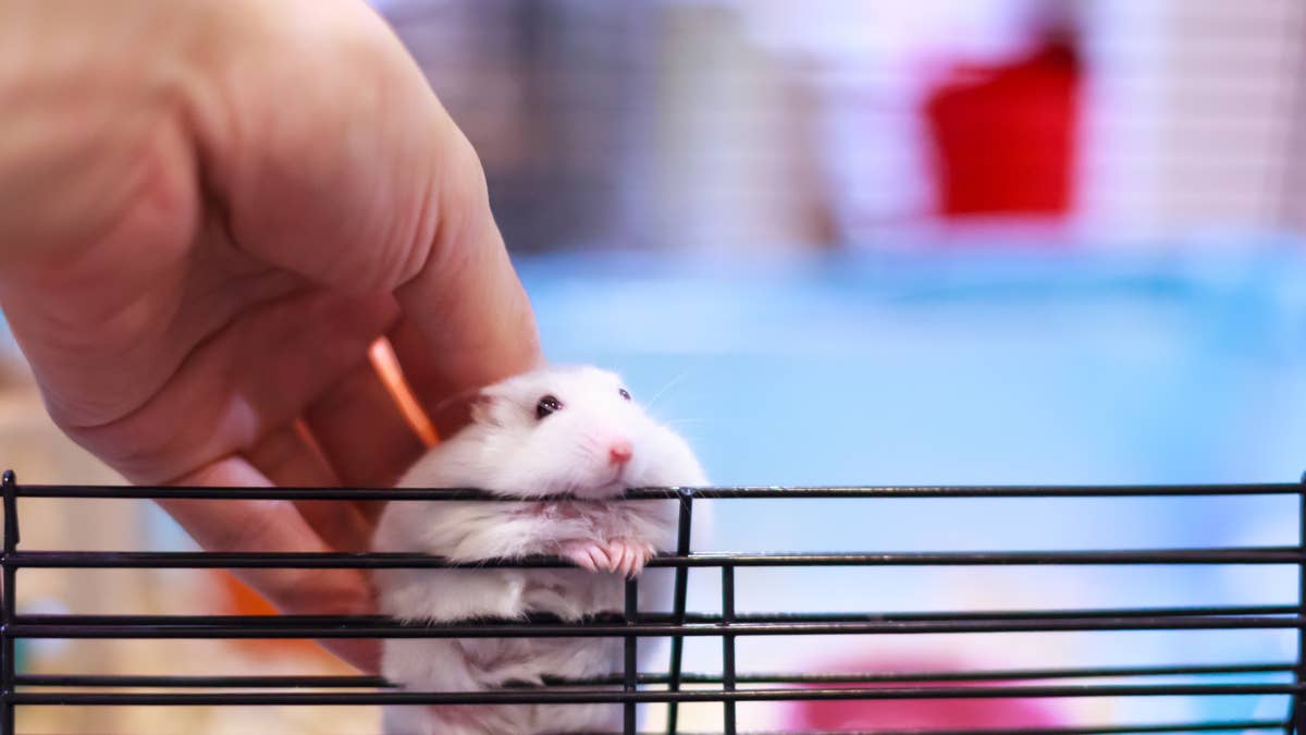 Hamster goes on the lam—and shows up days later with a new pack of friends