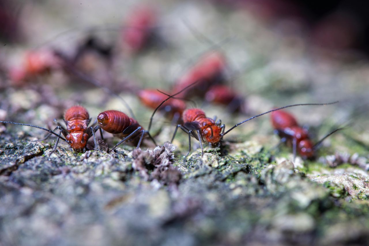 9 edible insects that survival experts eat without hesitation that most ...