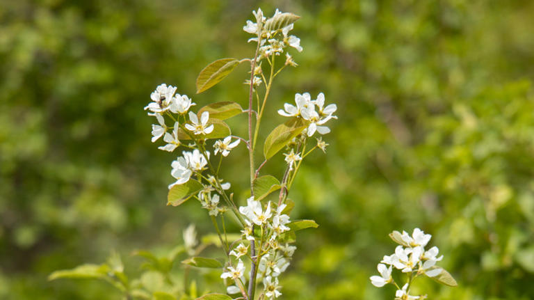Plant this compact tree perfect for small gardens to attract birds and ...