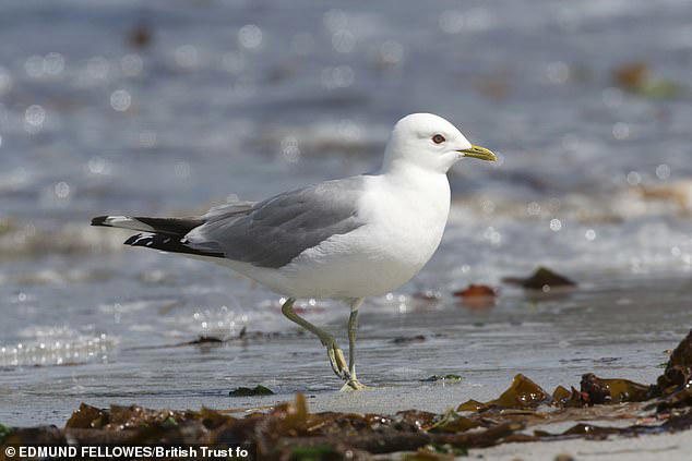 The BTO's report also found that Common Gull numbers fell by 26 per cent over the last two decades