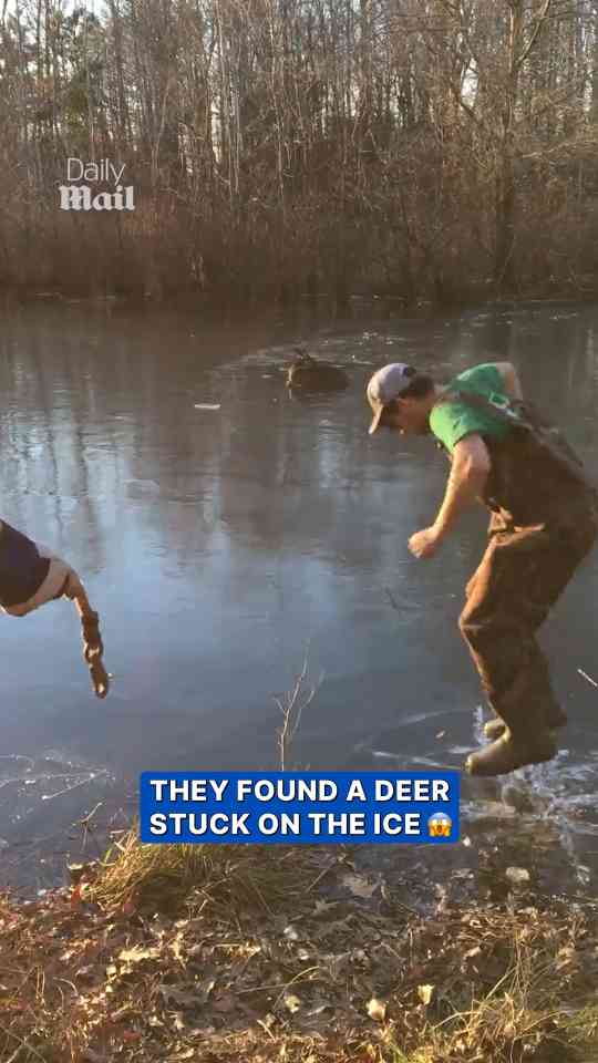 Man risks falling through ice to rescue stranded deer