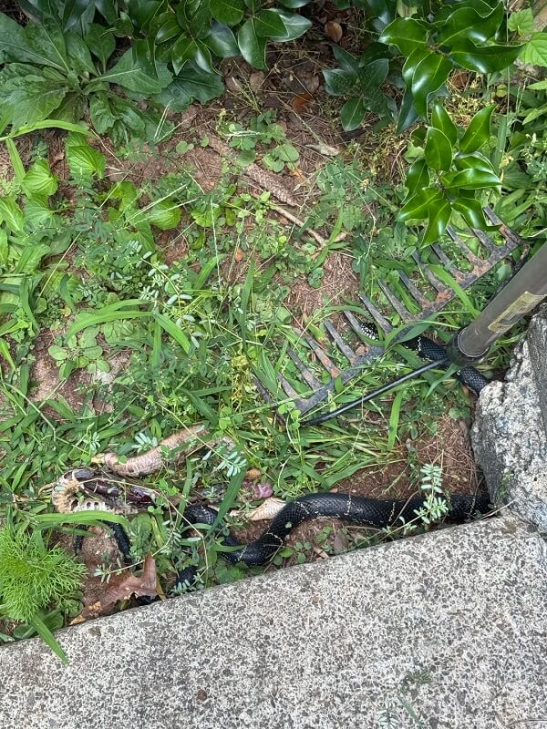 Homeowner returns to grisly snake showdown in Atlanta suburbs