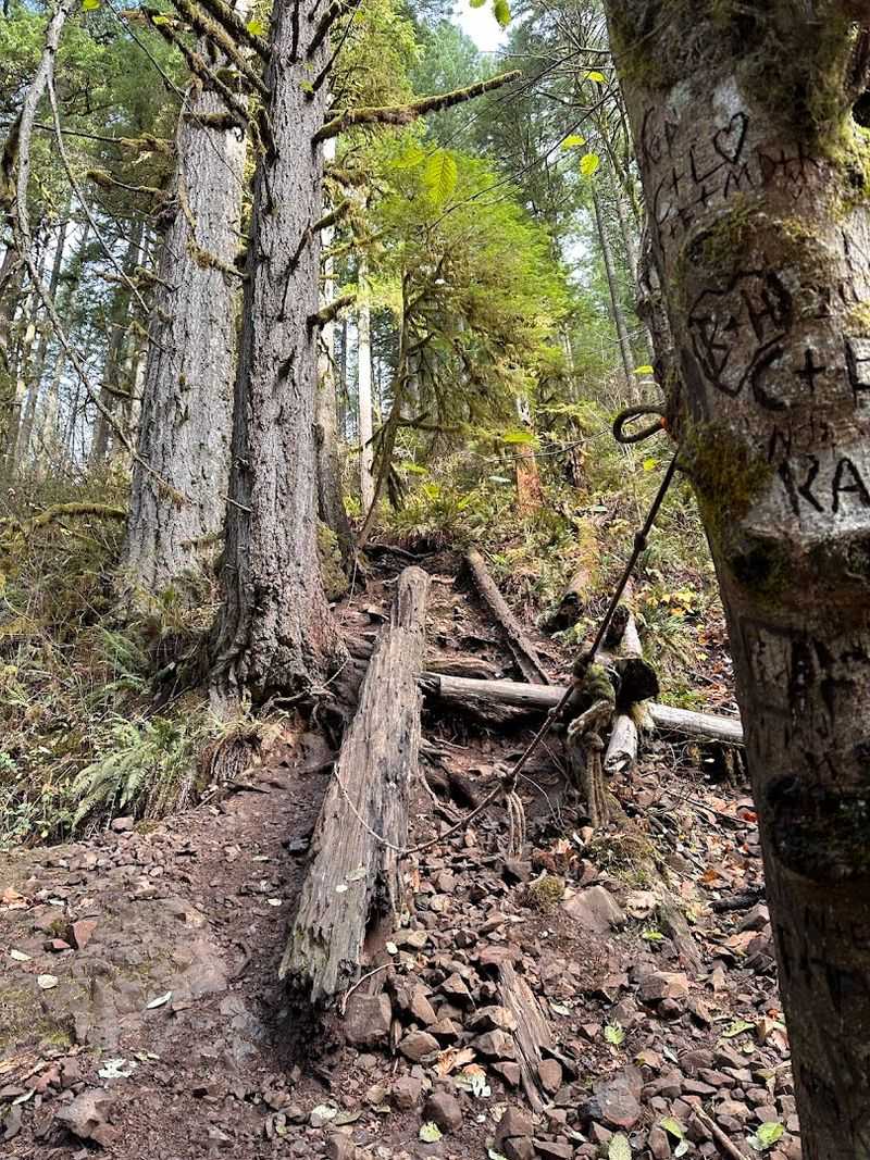 This 0.7-mile Oregon trail leads to a waterfall that barely anyone ...