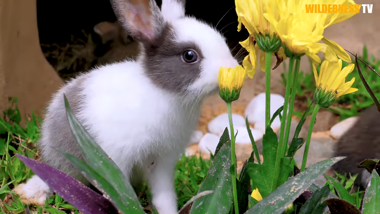 Watch weak little rabbit rescued from danger finally feel safe