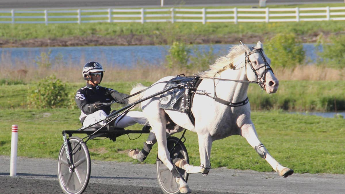 White standardbred wins G3 race at Plainridge Park