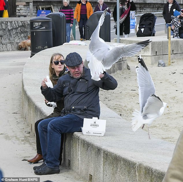 Pictured: Seagulls attacking a couple trying to enjoy their fish and chips on the esplanade at Lyme Regis 