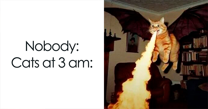 39 of the cutest cat posts that will melt even the coldest hearts
