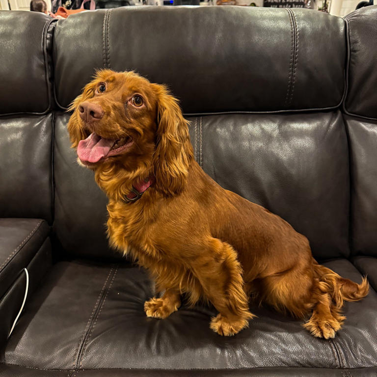 2-year-old Cocker Spaniel joins Utah County Sheriff’s Office