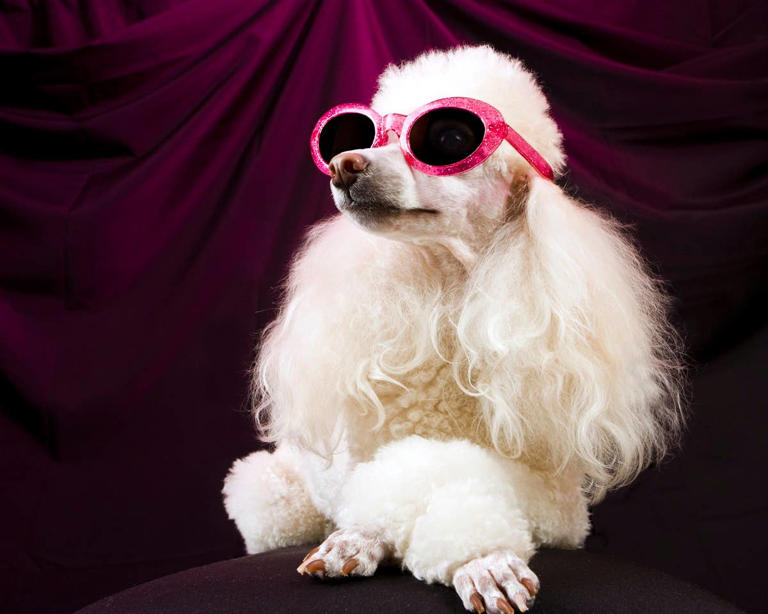 200+ stylish and fancy dog names for classy pups