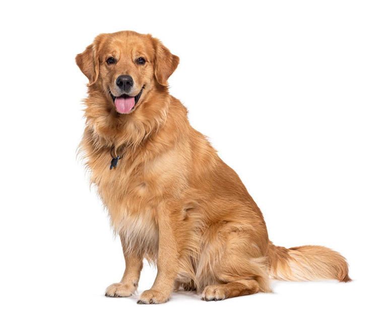 200+ stylish and fancy dog names for classy pups