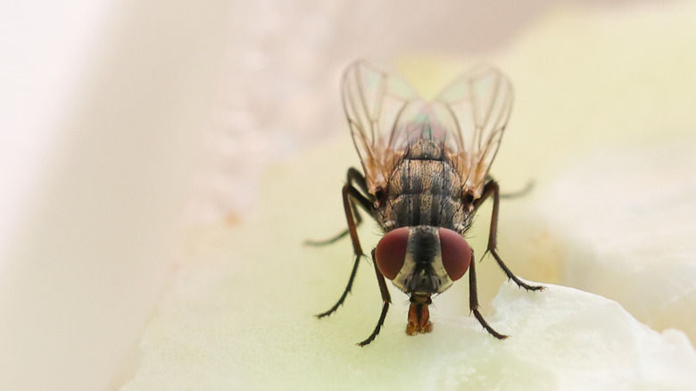 Keep flies at bay with the help of a flavorful herb