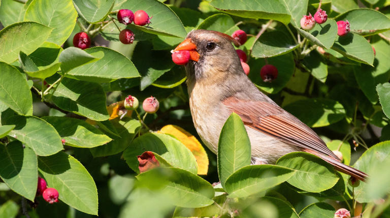 Plant this compact tree perfect for small gardens to attract birds and ...