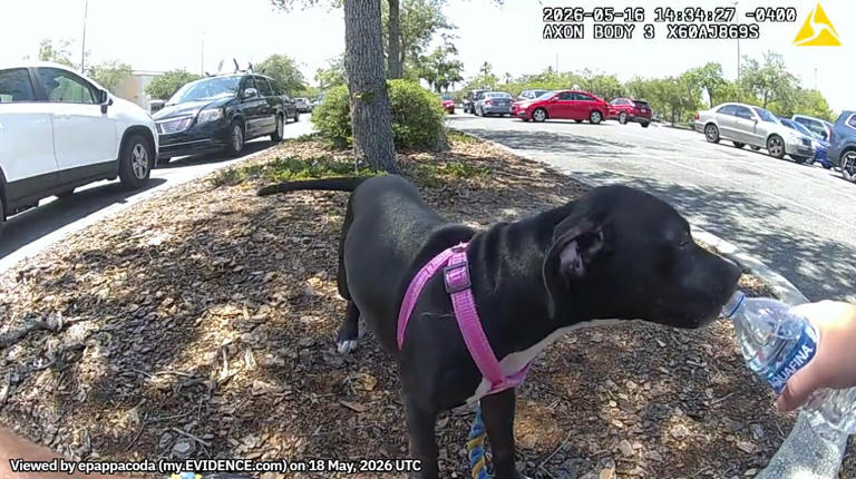 Woman arrested after leaving puppy in hot car at Florida shopping center