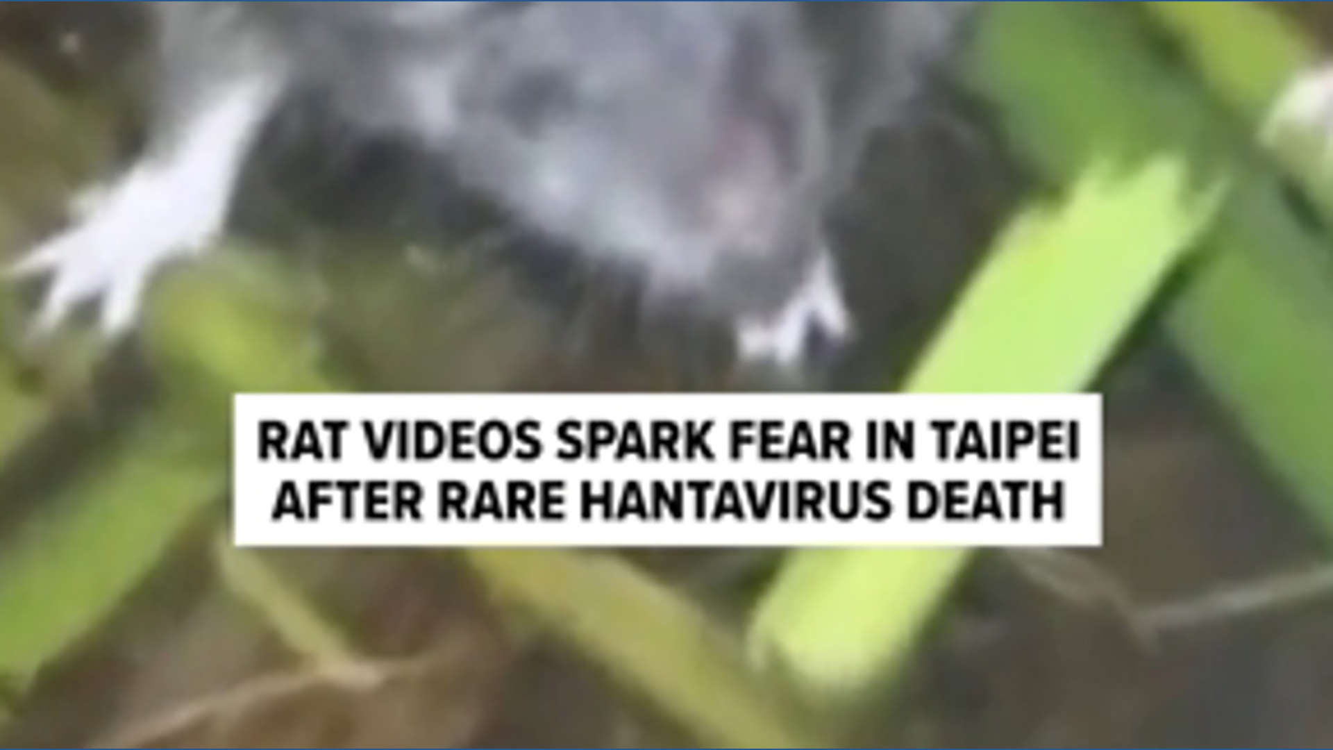 Rat videos spark fear in Taipei after rare hantavirus death