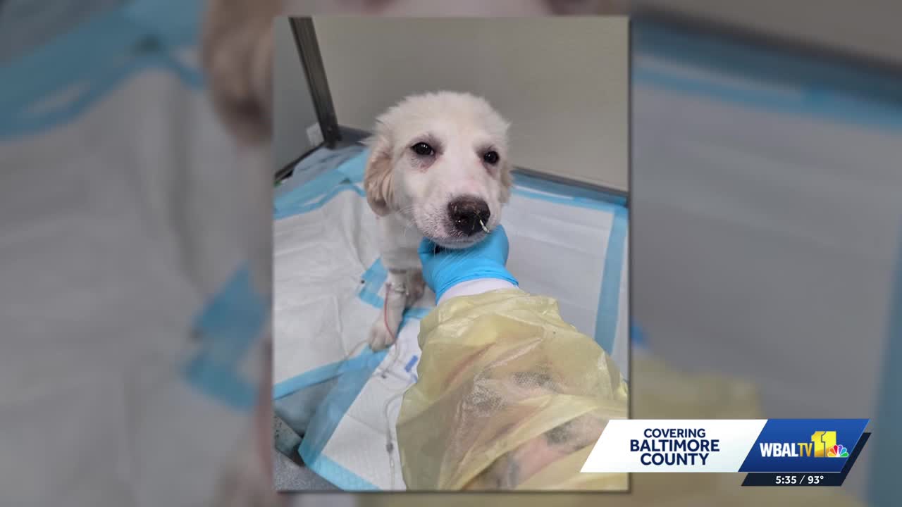 Puppy rescued from hoarding case battles parvovirus