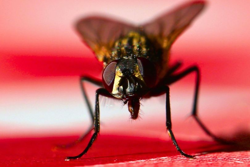 Houseflies will keep out of homes all summer if you do a 30-second task ...