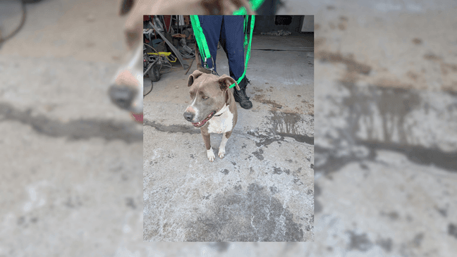 Dog trapped between buildings rescued by Nashville fire crews