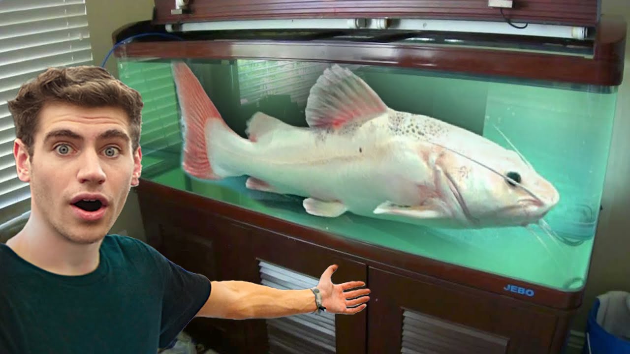 Fish too big to keep in home aquarium!