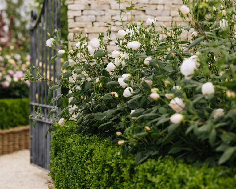 Meet the new 'Sir David Beckham Rose' – a luminous variety debuting at ...