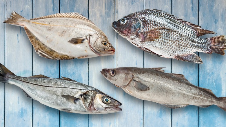 16 types of white fish, explained