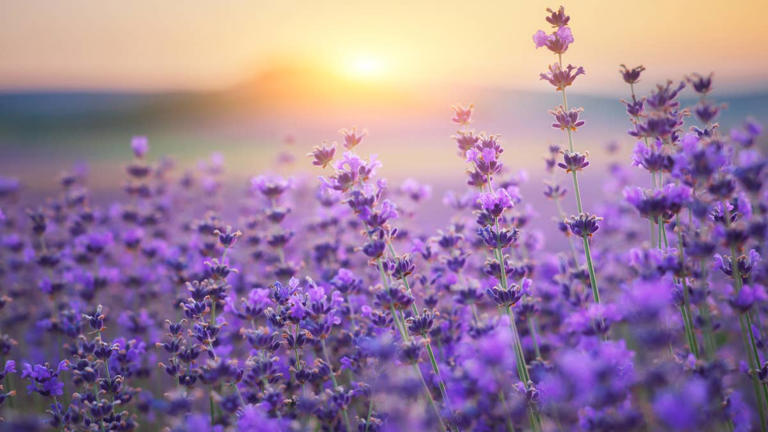 6 easy-to-grow flowers that help repel mosquitoes naturally