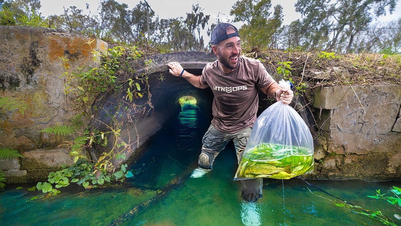 Chasing giant fish in the most unexpected spot
