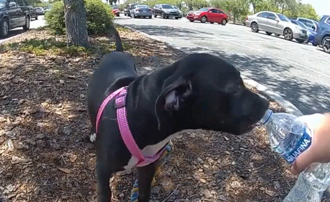 Video: Puppy rescued from hot car in Lake County; owner charged with ...