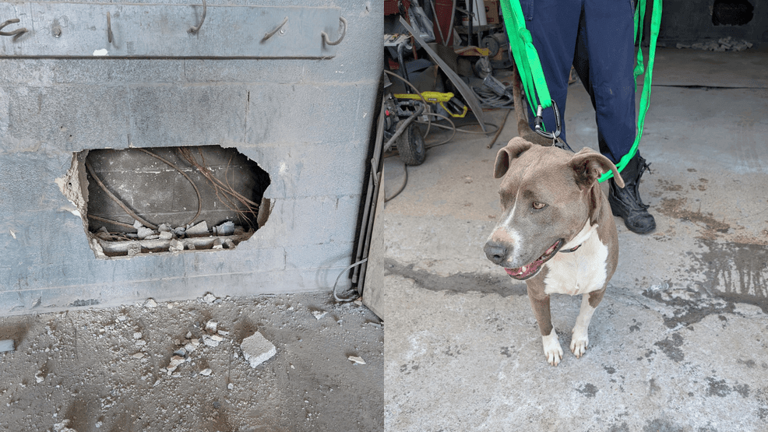 Dog trapped between buildings rescued by Nashville fire crews
