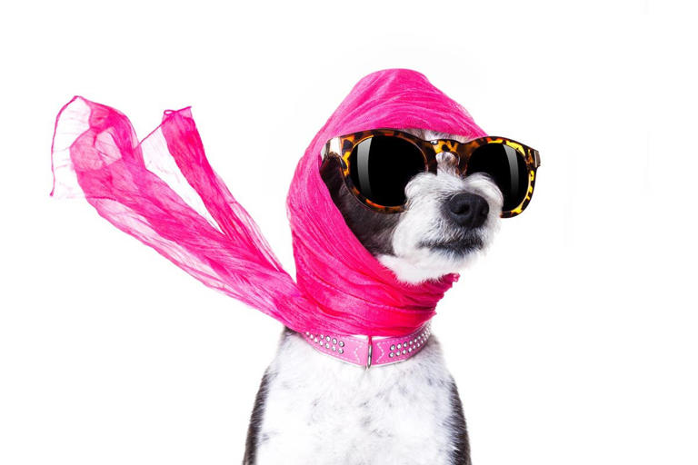 200+ stylish and fancy dog names for classy pups