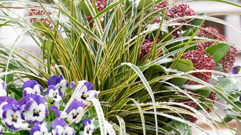 Keep crabgrass out of your flower beds with an easy-to-grow ornamental ...