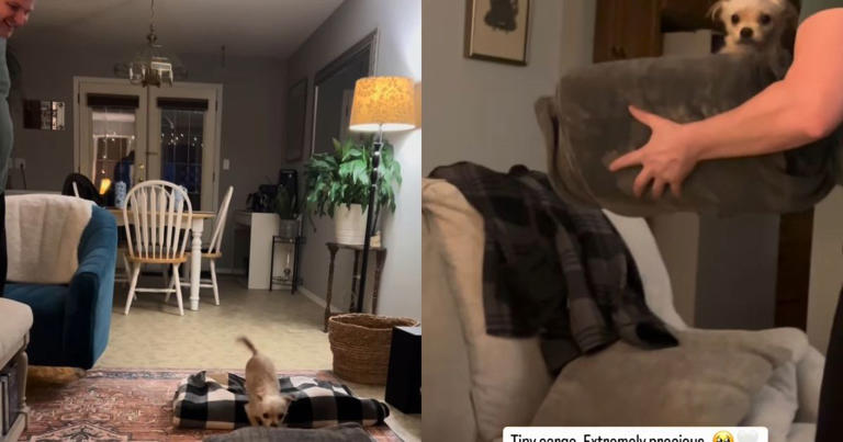 Tiny rescue dog's bedtime routine has her wrapped in a blanket