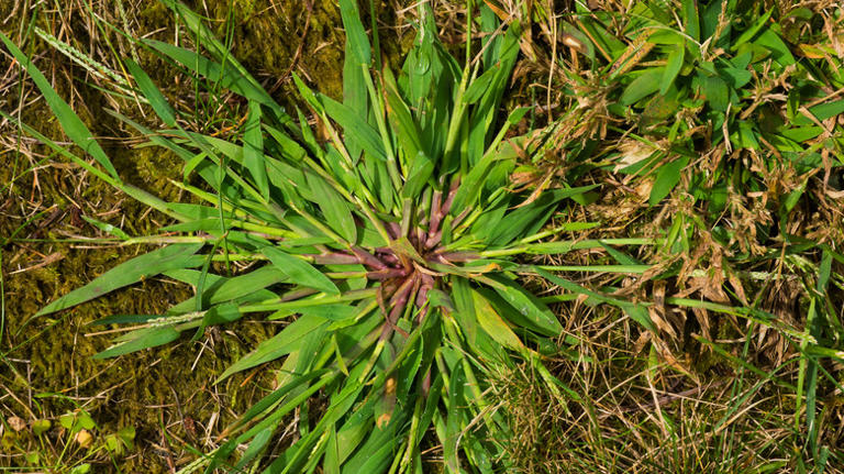 Keep crabgrass out of your flower beds with an easy-to-grow ornamental ...