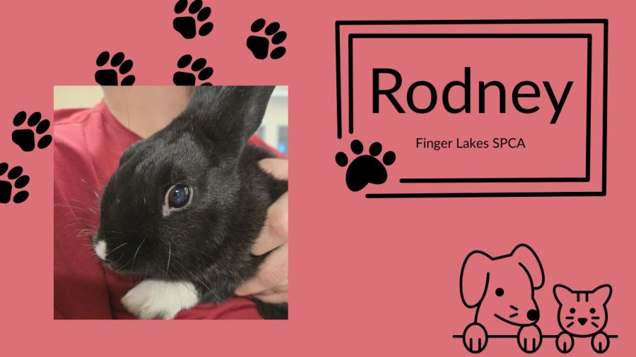 Pet of the week: Rodney, Finger Lakes SPCA
