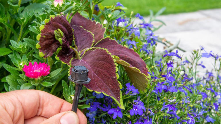 This solar drip irrigation kit will revolutionize your gardening routine
