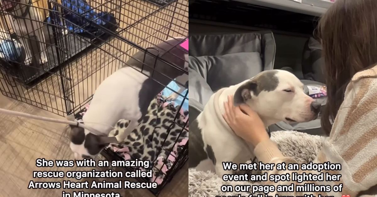 Surrendered rescue dog finds a bestie in her forever home
