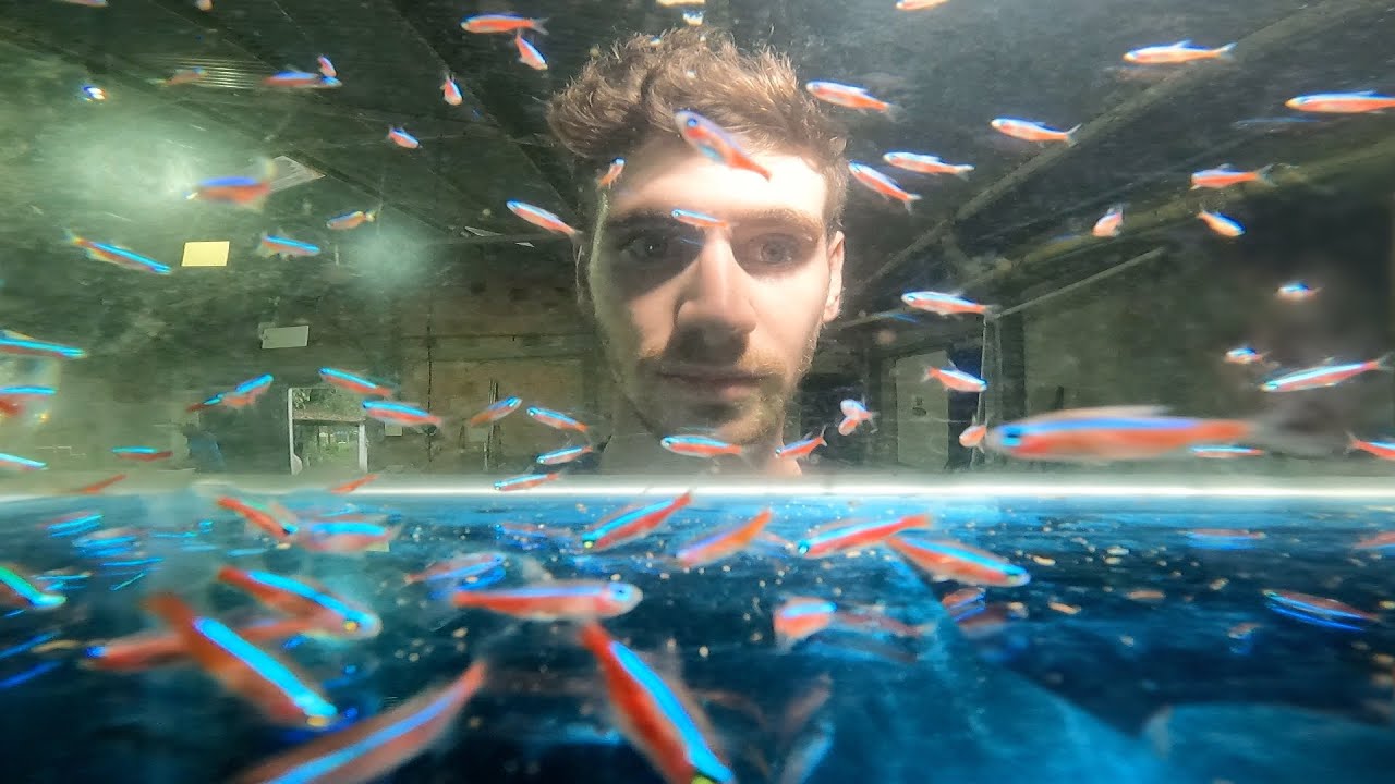 Millions of fish inside hidden fish farm (tour)
