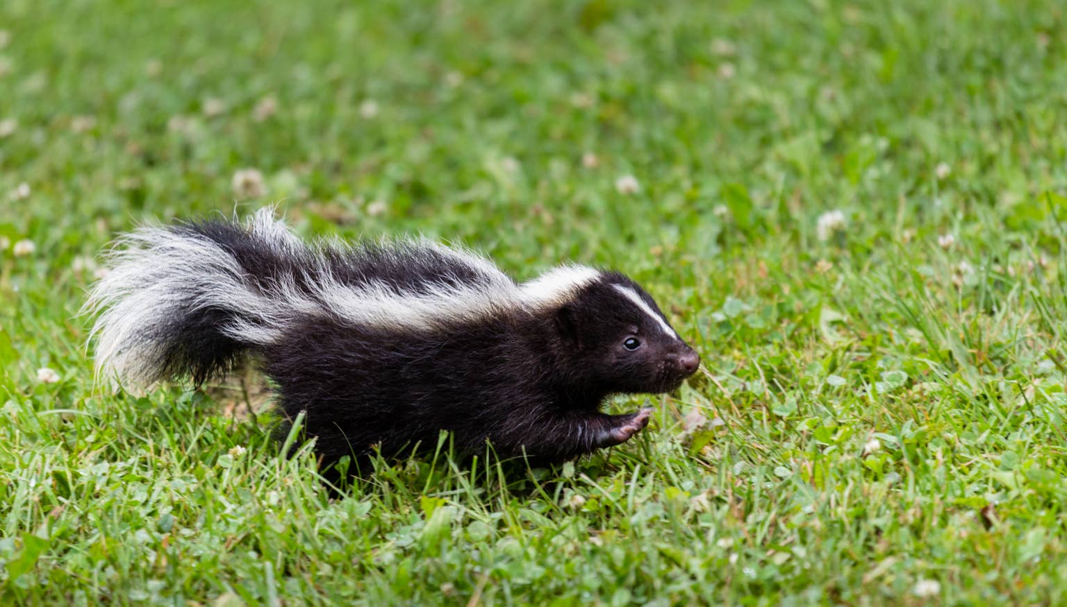 Baby skunk rescued from street says 'thank you' with the sweetest nuzzles
