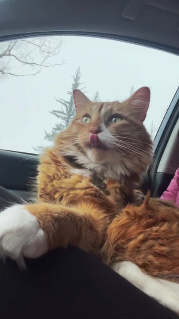 Lazy car rides with my adventure cat