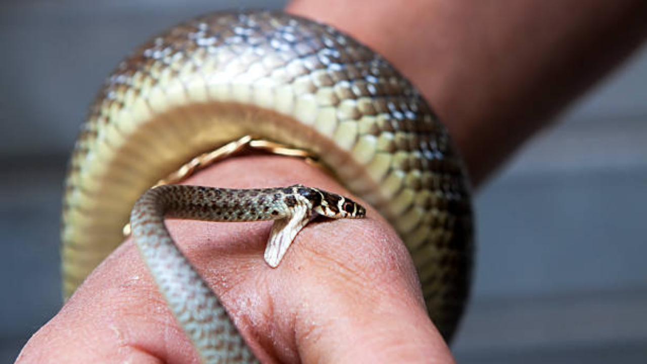 Why dry bites from snakes are still a serious threat