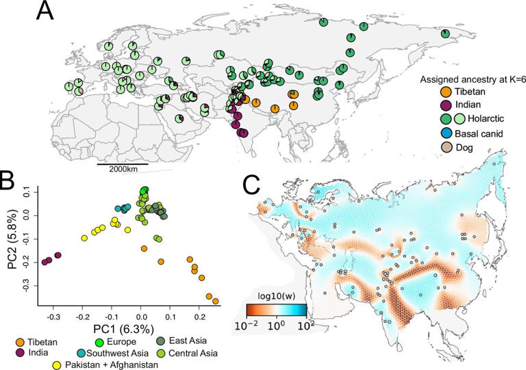Indian and Tibetan wolves reveal ancient lineages with unexpected ...