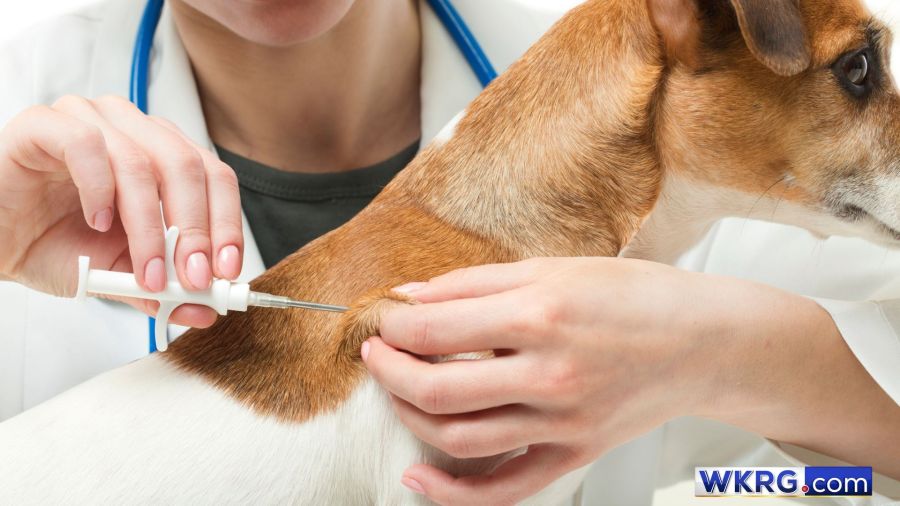 Santa Rosa County pet vaccine, microchip clinic scheduled
