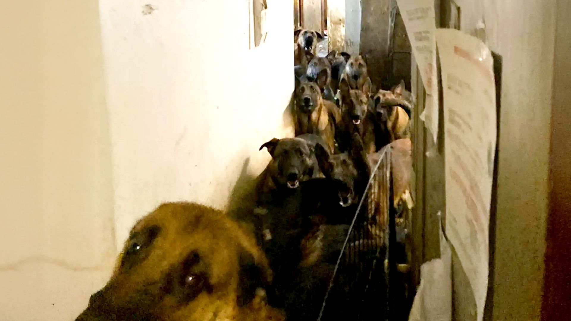 German shepherd rescued from hoarding goes on first walk