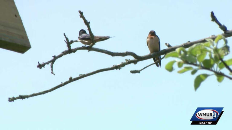 Rye group seeks injunction to allow swallows to return to barn where
