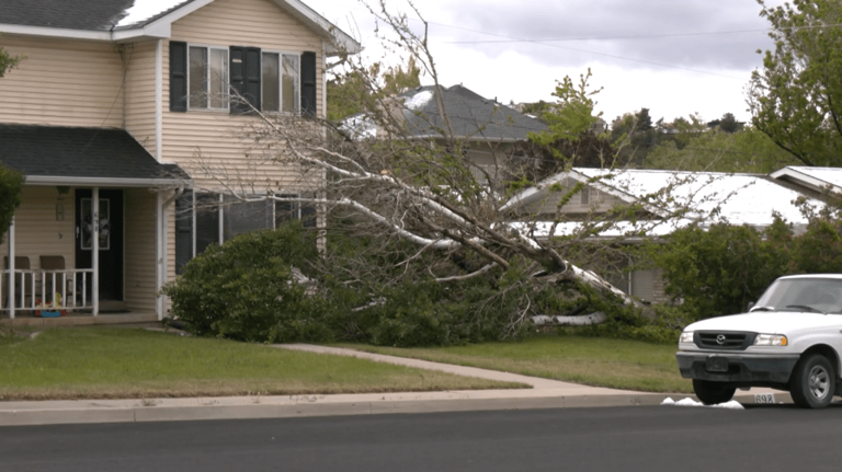 Photos: 50 mph winds cause broken branches, downed trees in southern Utah