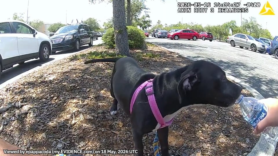 Woman arrested after leaving puppy in hot car at Florida shopping center