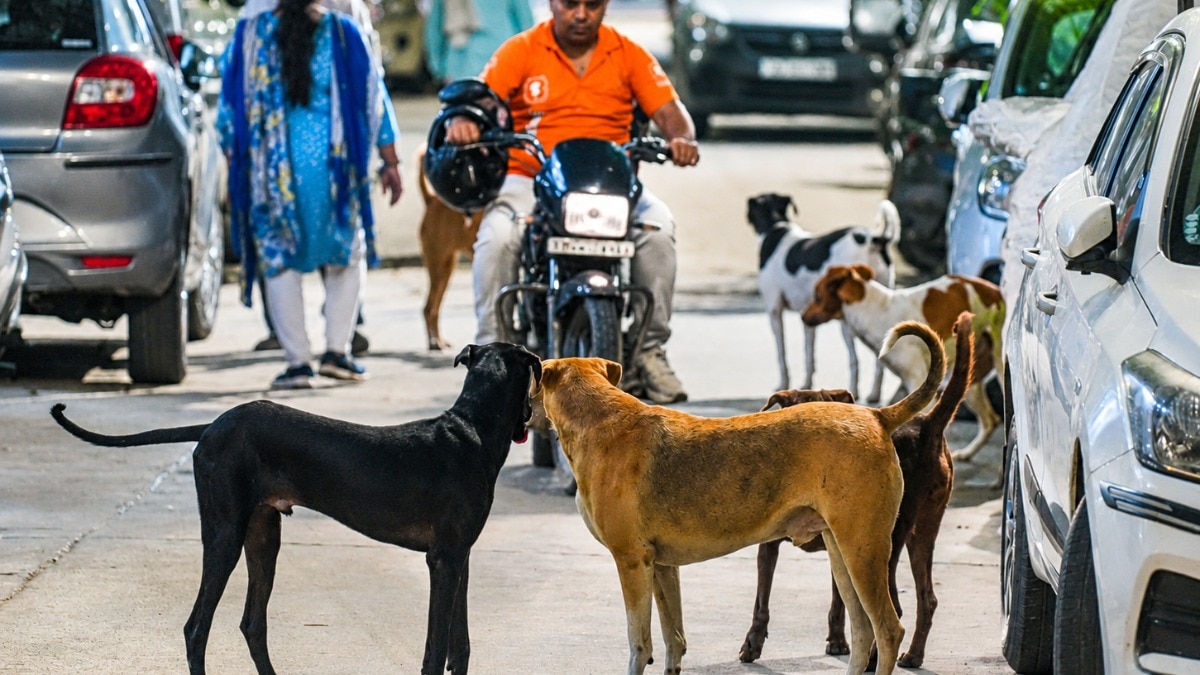 Public safety or animal rights? Supreme Court verdict in stray dogs ...
