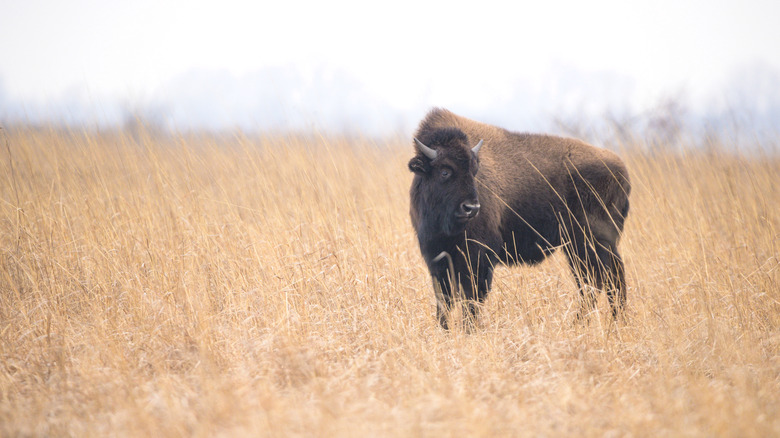 Between Chicago and Indy is Indiana's nature preserve filled with wild ...