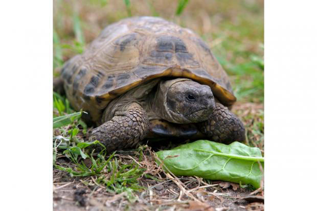 Family learning days offer hands-on animal experiences this half term