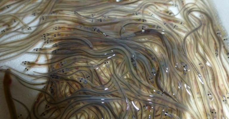 The race to save one of the UK’s most endangered fish species